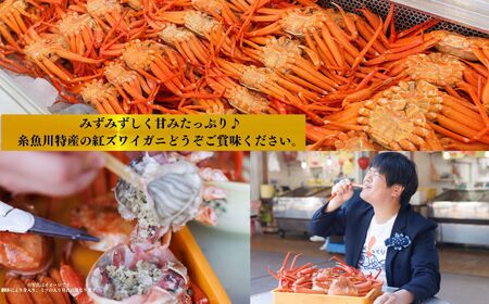 【浜茹で】紅ズワイガニ×3杯 日本海直送 紅ずわいがに 姿 新潟県糸魚川 マリンドリーム能生のカニ屋横丁からお届け！ ベニズワイガニ お届け日指定可能 ボイル 【かに カニ 新鮮 日付指定可能 冷凍 