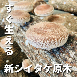 【すぐ生える】 しいたけ栽培用原木（ホダ木） 2本セット 兵庫県 洲本市 淡路島