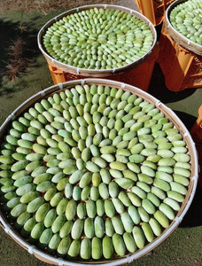 野生のシルク　繊維のダイヤモンド　天蚕糸のアクセサリー（ピアス/イヤリング) 糸かけピアス