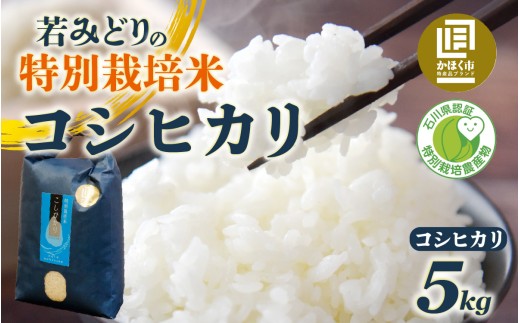 若緑産 特別栽培米「若みどりのこしひかり」5kg