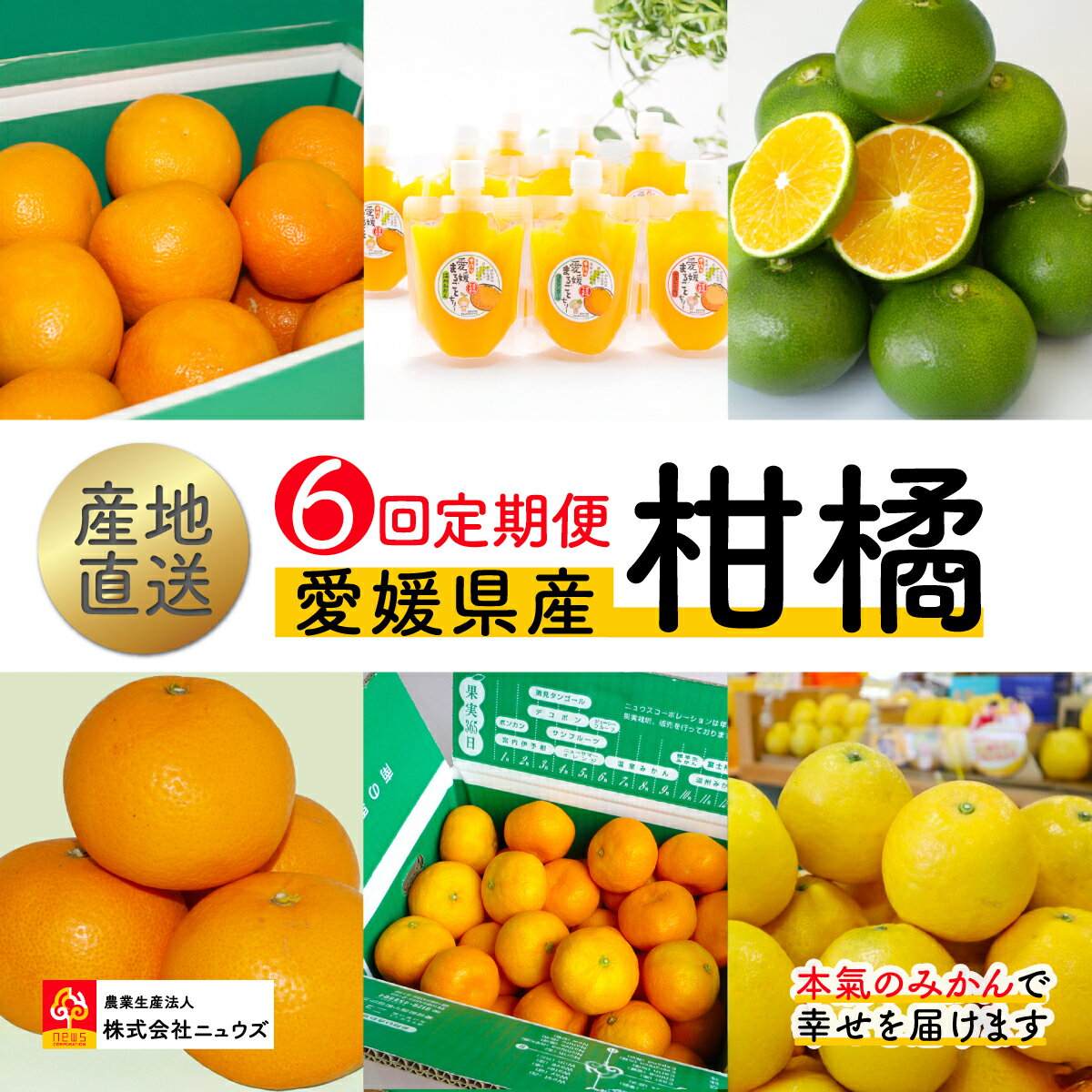 【ふるさと納税】【数量限定】【6回定期便】産地直送！愛媛県産柑橘 【ふるさと納税 人気 おすすめ みかん いよかん 清見タンゴール ジューシーフルーツ 愛媛まるごとゼリー 極早生みかん 温州みかん 定期便 フルーツ 果物 ニュウズ 愛媛県 伊方町 送料無料】 IKTF006