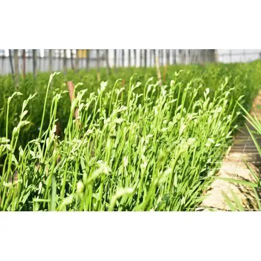 【先行予約】2027年2月発送：香り華やぐ フリージア 3色セット　50本 生産者直送 直送 生花 切り花 花 はな 春 先行予約 予約 茨城県 利根町