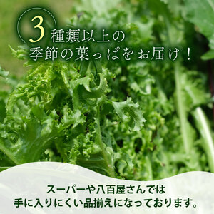 【爬虫類用】 季節の葉っぱ詰め合わせ セット 約 1.8kg 80サイズ ( 草食 雑食 爬虫類 ペットフード ペット リクガメ カメ イグアナ 動物 ごはん ご飯 おやつ 野菜 葉 葉野菜 旬 栄養