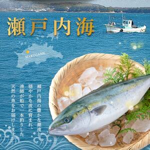 天然 はまち刺身 約900g ハマチ 冷凍