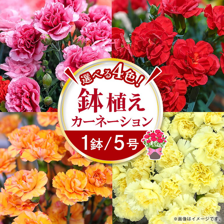 【ふるさと納税】カーネーション 選べる4色 ピンク系 赤系 オレンジ系 黄色系 母の日への贈り物 プレゼント ギフト カーネーション 花 アレンジ 鉢植え 5号 鉢 国産 花鉢 鉢花 フラワーアレンジメント 母の日ギフト フラワーギフト お祝い 母の日 送料無料