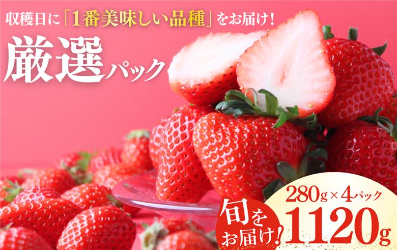 【先行予約＿2027年発送分】完熟いちご280g 4パック（DXパック）　【 恋みのり かおり野 福S6号 堅しろう 苺 いちご イチゴ 恋みのり かおり野 産地直送 旬 果物 フルーツ くだもの 静