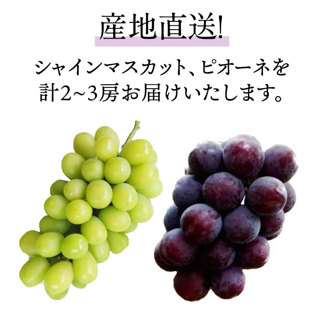 シャインマスカットとピオーネ（種なし）約1.5kg（計2～3房）ご家庭用 (桜川市・石岡市共通返礼品) [FB019sa]
