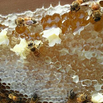 ふるさと納税 豊川市 豊川産百花はちみつ　液だれしない倒立ボトル250g×2本 |  | 03