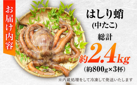 【着日指定】島原半島 はしり蛸(中たこ) 3杯　約2400g / タコ　新鮮　海鮮物　刺し身　揚げ物　酢物　キャンプ　BBQ / 南島原市 / 深江町漁業協同組合[SBO005]