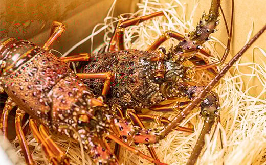 漁港直送！四万十町産の天然伊勢海老2～3匹（計1300ｇ）／Dns-Z15