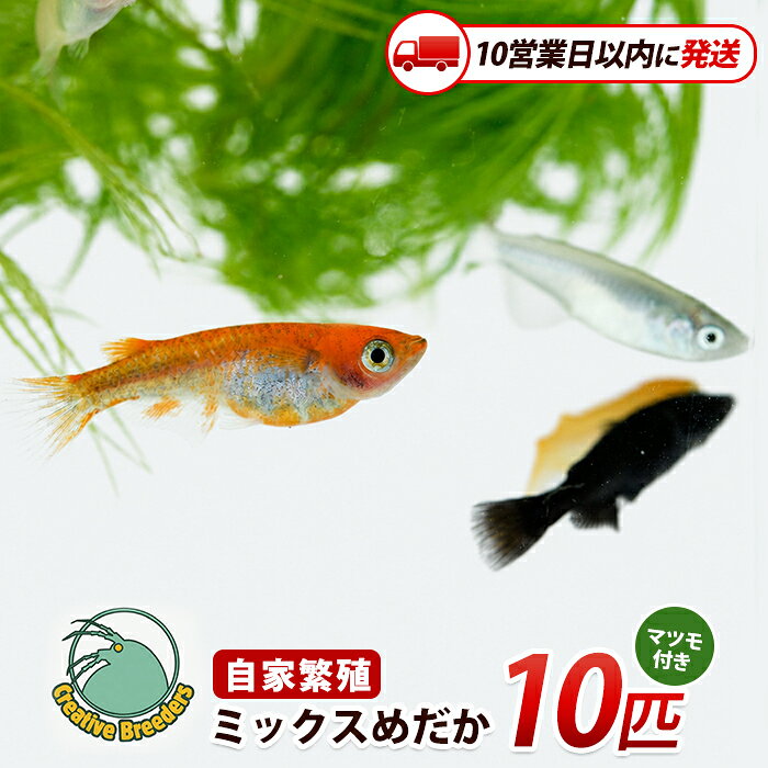 【ふるさと納税】【10営業日以内に発送】ミックスめだか10匹＋マツモ付き メダカ 生体 国産 飼育 ペット 生き物 魚 初心者 観賞魚 水槽 アクアリウム 癒し【アクアファームはくと】