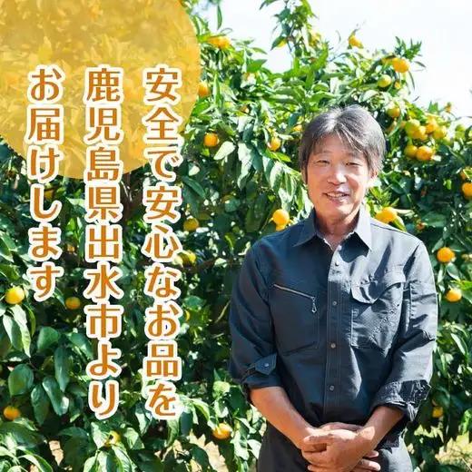 i834 河内晩柑ジュース(180ml×8本)飲料 ジュース みかん 蜜柑 果汁 100% 河内晩柑 無着色 無香料 ストレートジュース 安心安全 ギフト 贈り物 贈答【江崎果樹園】