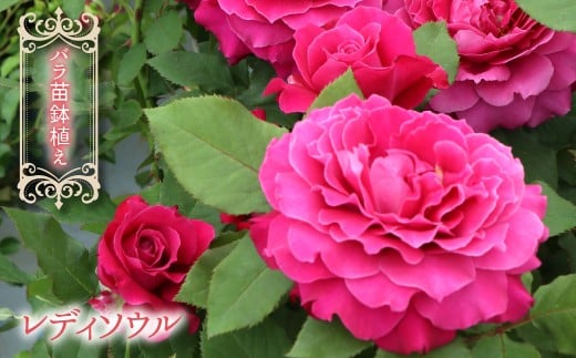 【2026年2月から発送】バラ苗鉢植え「レディソウル」057-054