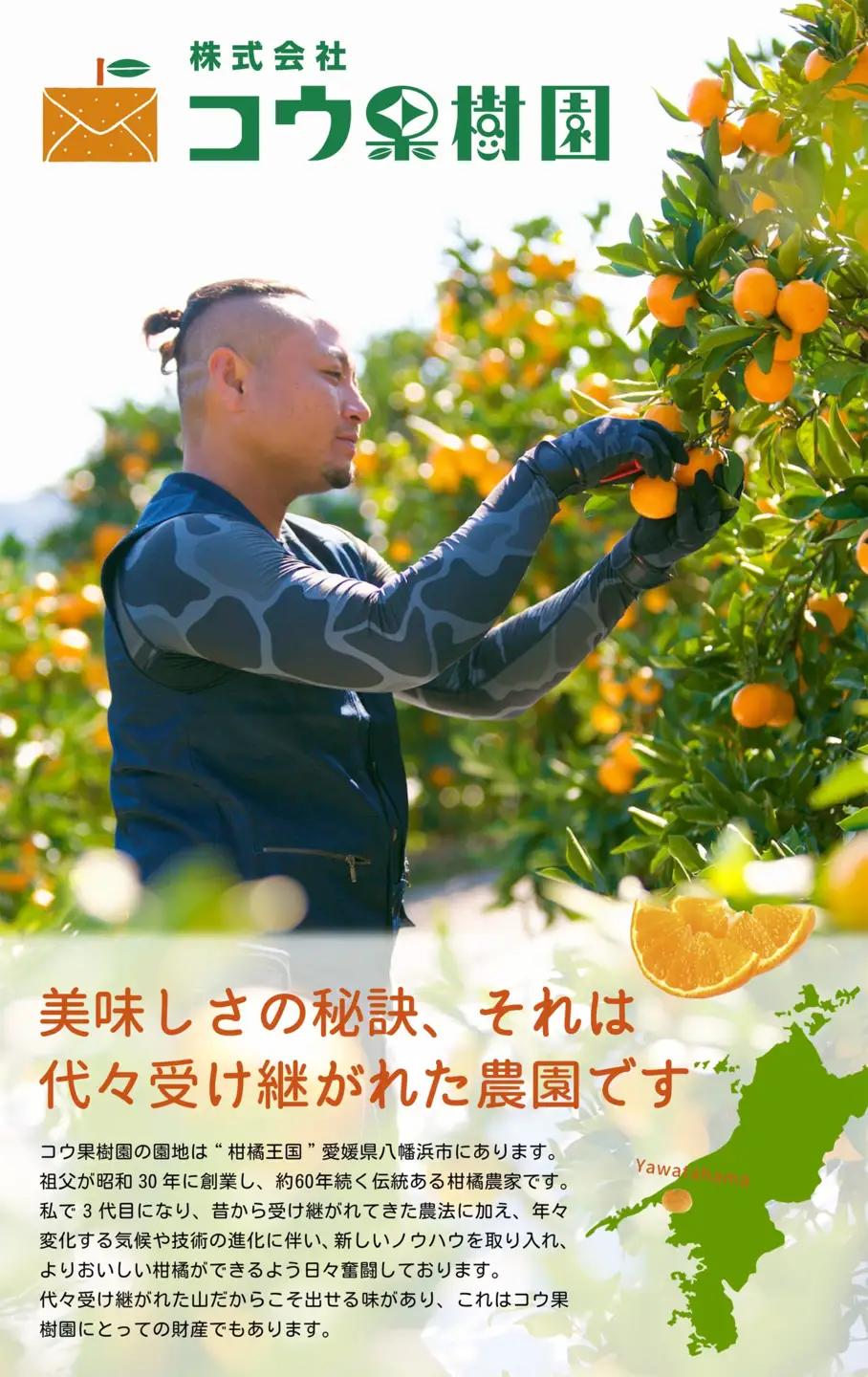 【先行受付】コウ果樹園の家庭用【せとか】約3.5kg【C33-31】【1441231】 YWTG013