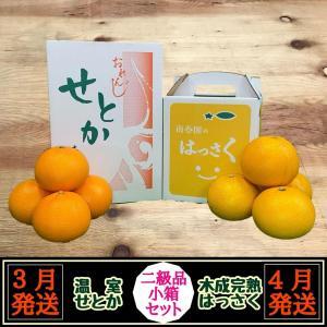 定期便 春に楽しむ ハウス せとか ＆ 木成 完熟 有田 はっさく 傷あり 二級品 小箱セット 全2回 南泰園