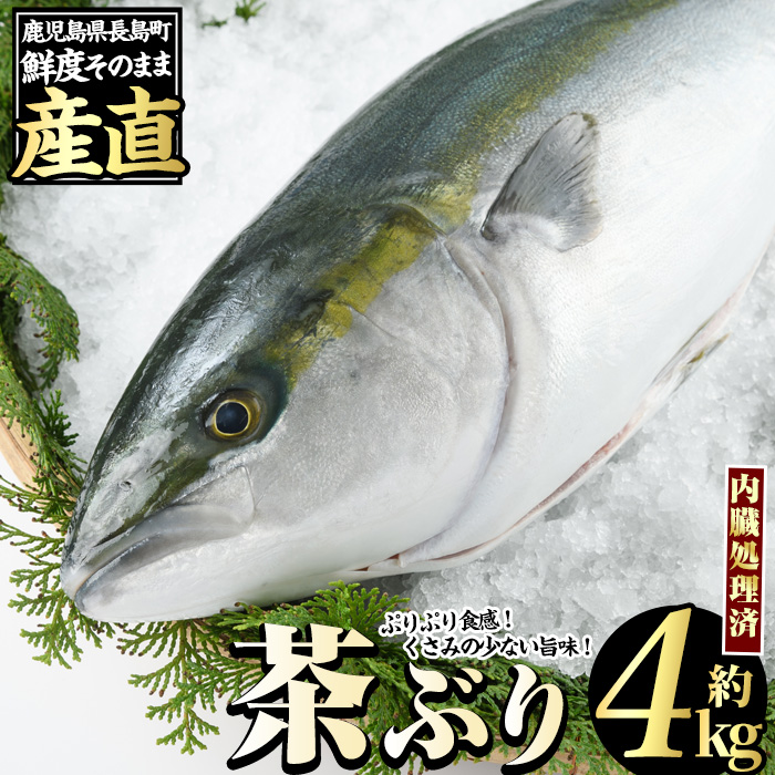 茶ぶり ラウンド（約4kg・内臓処理済） ぶり 柵 刺身 ブリ 切り身 鰤 1本 鮮魚 下処理済み 鮮魚 1匹 刺身 ぶりしゃぶ ぶりかま 【ウスイ】usui-6120