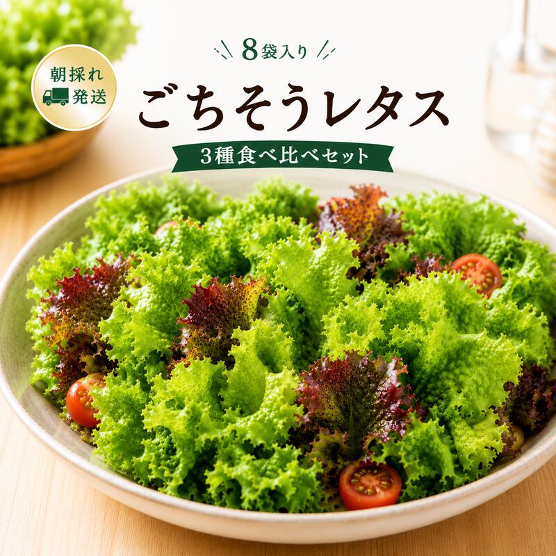【ふるさと納税】【朝採れ発送】 ごちそうレタス 3種 食べ比べ セット 8袋 フリルレタス / レッドフリルレタス / バタビアレタス 栽培期間中農薬不使用 新鮮 レタス 詰め合わせ シャキシャキ食感 サラダ 盛り付け 朝収穫 泉佐野産 冷蔵 大阪府 泉佐野市 送料無料