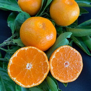 BF6004n_【数量限定】【赤秀特選品】有田みかん 2Sサイズ 約5kg