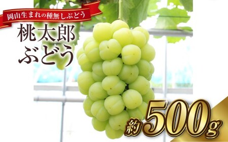 桃太郎ぶどう 1房（約500g）果物 ぶどう フルーツ スッキリ 種なし 大粒 人気 皮ごと 美味しい【2027年9月上旬～9月下旬発送予定】