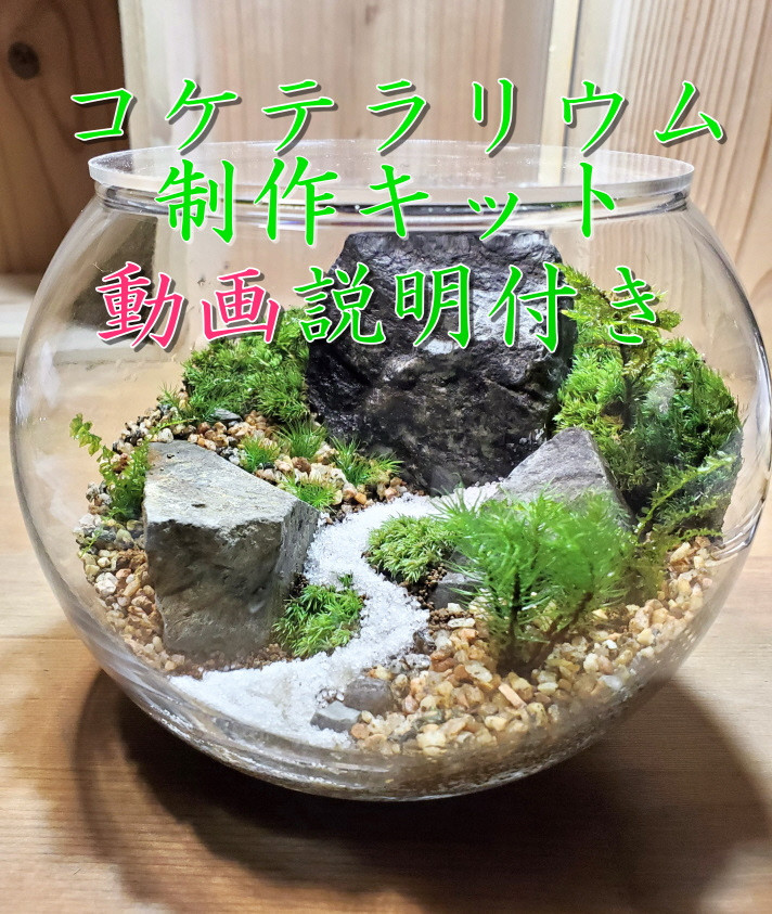 
            コケテラリウム制作キット 直径15cm 動画説明付き〈コケ 苔 こけ 植物 初心者 インテリア 手作り セット キッド 雑貨 日用品〉 S2702
          