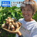 【ふるさと納税】【お試し】 里芋 さといも とろける里芋 とろりん 土付き 国産 1.8kg 冷凍 長期保存 子芋 孫芋 送料無料