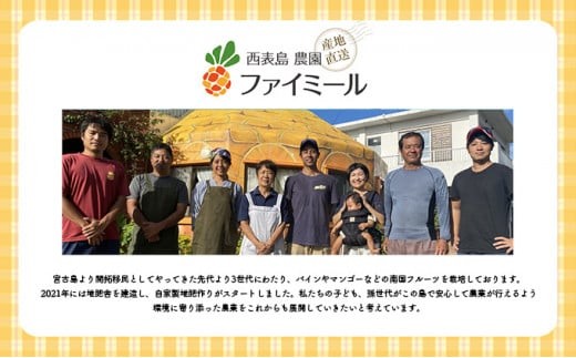 2026年 先行予約 アップルマンゴー 約2kg 4～6玉 セット 八重山マンゴー品評会総合1位を計3回獲得！高糖度保証！農園ファイミール 濃厚 果物 フルーツ 約2kg (4～6玉)