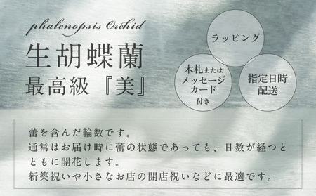 3本立て 胡蝶蘭 27輪～30輪 白色【木製大型木札 または メッセージカード 付き ラッピング お祝い ギフト 贈答 贈り物 プレゼント 生花 花 農福連携】