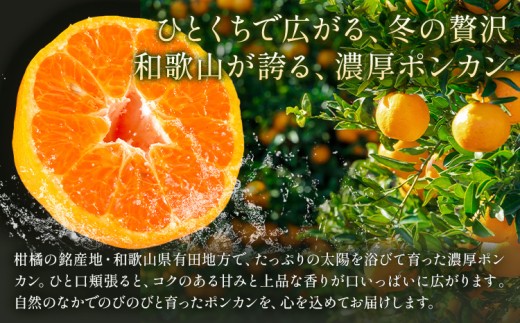 ご家庭用 極甘 柑橘 有田育ちの 濃厚 ポンカン 約1.5kg 有田マルシェ《1月中旬-2月下旬頃発送予定》和歌山県 日高町 国産 ぽんかん 訳あり 柑橘 果物 フルーツ ギフト 送料無料