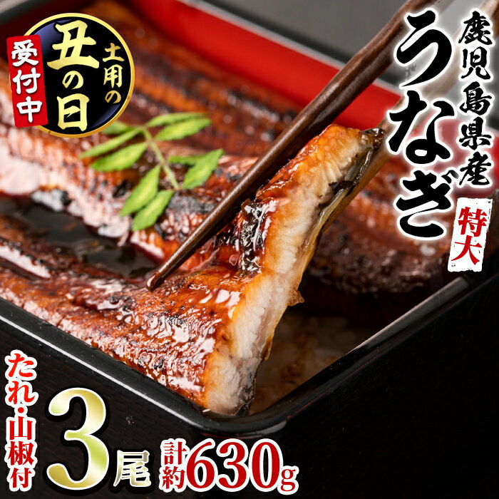 東串良町のうなぎ蒲焼(無頭)(3尾・計約630g・タレ、山椒付)うなぎ生産量日本一の鹿児島県！国産で安心！豊富な地下水で育った鰻の蒲焼き！【アクアおおすみ】