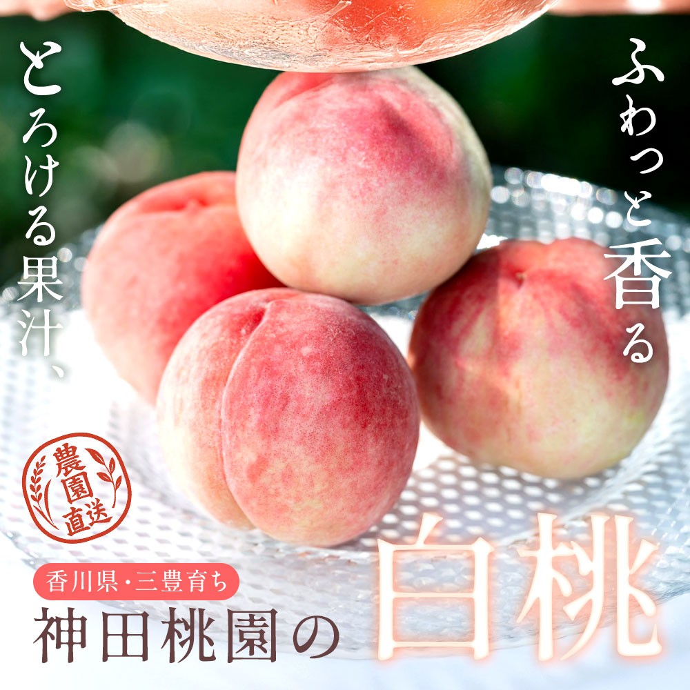 
                  【ふるさと納税】 桃 産地直送 「神田桃園の白桃」 約2kg 約3kg [ フルーツ 名産品 桃 もも モモ 白桃 果物 くだもの お取り寄せグルメ 三豊市 20000 20, 返礼品 神田桃園 ] ※配送不可地域：北海道・沖縄県・離島
                