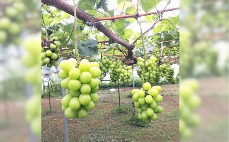 【定期便3回】シャインマスカット約1kg×3回(2025年10月/11月/12月発送)｜シャインマスカット