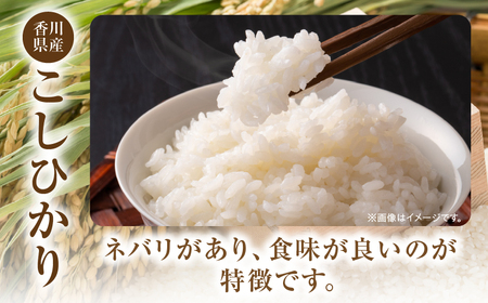 【令和7年産】香川県産こしひかり 5kg（紙袋配送）|新米 コシヒカリ こしひかり 5kg 米 白米 ごはん ご飯 朝食 白ご飯 おにぎり お弁当 おむすび お米 国産 美味しい ツヤ モチモチ 精米