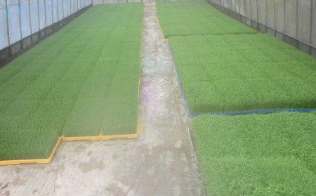 【令和7年産米】ハッピー(幸手市)でラッキー(上吉羽)なお米 コシヒカリ精米10kg - 白米 減農薬 ごはん 