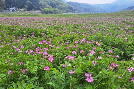 【2026新米先行予約】自然栽培米 鳥取旭（玄米）5kg 令和8年産｜鳥取 岩美 岩美町産 お米 こめ 玄米 無農薬 無肥料 【31024】