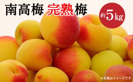 【先行予約】 南高梅 （木成り完熟梅）約5kg　2025年6月下旬～7月上旬頃発送　梅 うめ 南高梅 伊予南高梅 佐伯食品 完熟梅