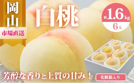 
                  桃 2026年 先行予約 岡山 の 白桃 6玉（合計1.6kg以上）化粧箱入り もも モモ 岡山県産 国産 フルーツ 果物 ギフト 
                