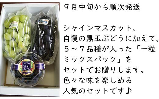 【令和7年産先行予約】 シャインマスカット ＋ 黒玉ぶどう 