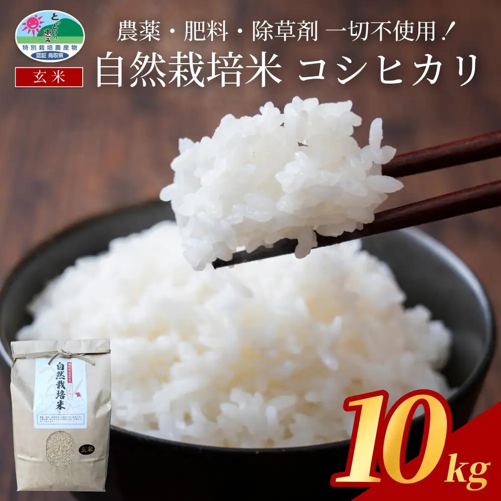 【2026新米先行予約】岩美町産自然栽培米こしひかり（玄米）５kg×２袋｜鳥取 岩美 お米 こめ 玄米 無農薬 無肥料 早期予約【31010】