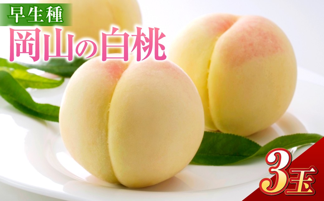 
                  岡山の白桃 （大玉 ／ 早生種） 3玉 （合計約840g） 桃 もも モモ 白桃 くだもの 果物 国産フルーツ 国産 岡山県 倉敷市 【2026年6月下旬～7月下旬迄順次発送予定】
                