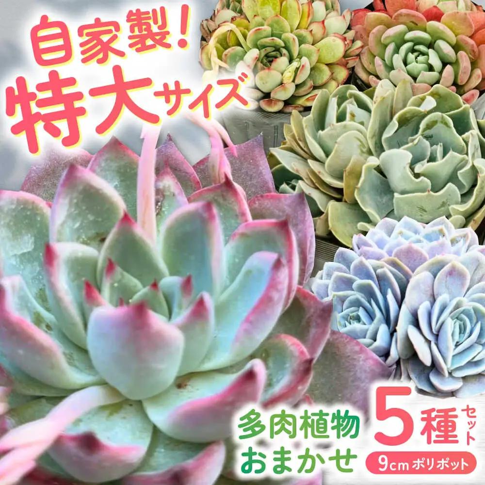 多肉植物 9センチポット 大型苗 デカベリア エケベリア おまかせ 5種セット  【mucca】[ATHD003]