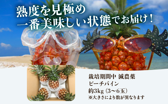 2025年 先行予約 栽培期間中 減農薬 ピーチパイン 約3kg 3～6玉 西表島アナナス農園 完熟 パイン 果物 フルーツ