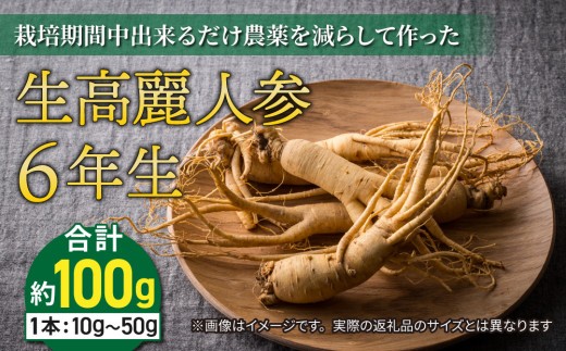 
                  【栽培期間中出来るだけ農薬を減らして作った】生高麗人参 6年生 約10～50g/約100ｇ分 長野県東御市産/国産｜天然アロマ工房Pono　※2026年9月中旬～10月下旬お届け予定
                