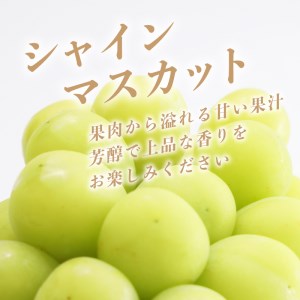 【2025年 先行予約】山梨県産　シャインマスカット 1.1kg (２房～3房)
