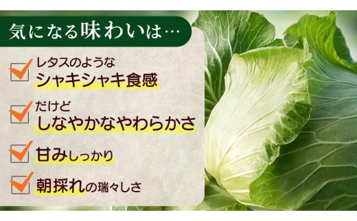 【7月中旬発送開始】訳あり まぼろしの419キャベツ 4玉 きゃべつ 嬬恋村産キャベツ 羽生田売店 幻のキャベツ419 産地直送 期間限定 人気 朝採り 通販 お取り寄せ 関東 群馬 出荷時期限定 Z