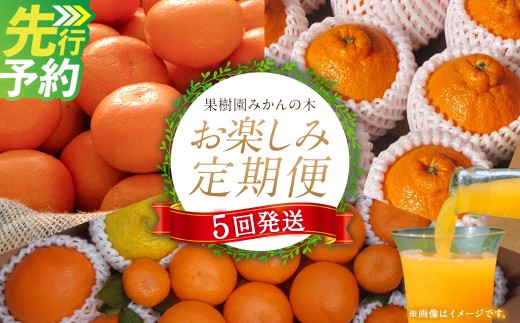 【先行予約】「果樹園みかんの木」のお楽しみ５回定期便コース　みかん ミカン 蜜柑 温州みかん 完熟みかん 甘熟 柑橘 しらぬひ でこぽん デコポン みかんジュース ストレートジュース 100％ジュース  国産 佐賀県産 太良町 こだわり 贈答品 産地直送 詰め合わせ 定期便 佐賀県 太良町 R37x1 【2026年11月下旬-2027年6月下旬発送予定】