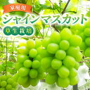 【ふるさと納税】【草生栽培】完熟シャインマスカット ご家庭用