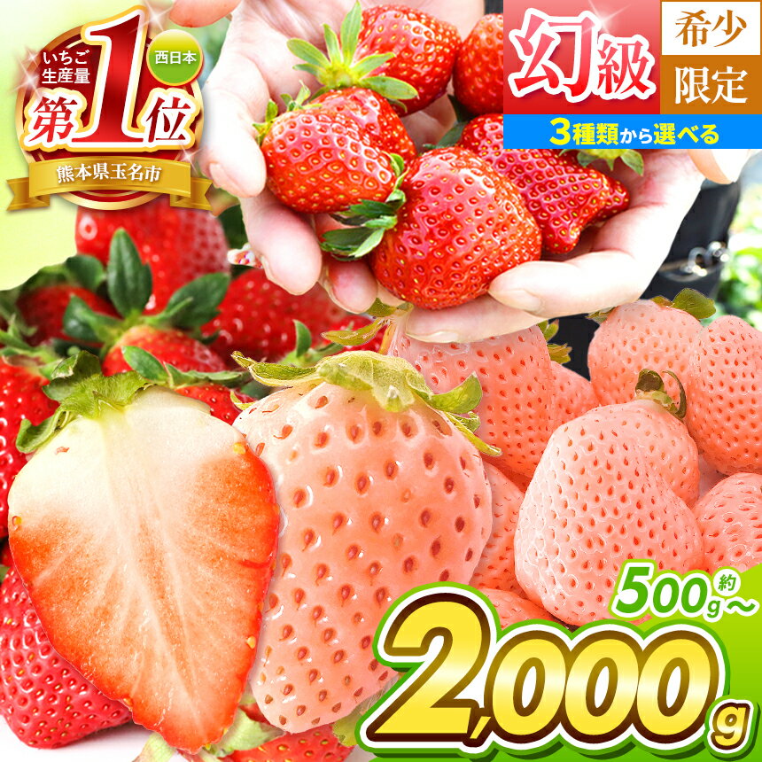 【ふるさと納税】 イチゴ 生産量 西 日本一 !! 厳選農家直送 選べる 3種 いちご 500g 1000g 1500g 2000g | フルーツ 果物 苺 いちご 白 いちご 淡雪 高級 ギフト 贈答 熊本県 玉名市 熊本 玉名 たまな 甘い 高糖度 果物 フルーツ 冬 旬 産地直送