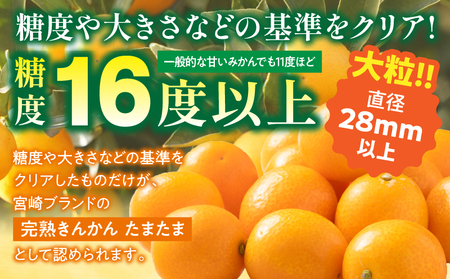 【期間・数量限定】宮崎完熟きんかん たまたま 旬 フルーツ ギフト