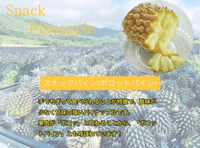 ＜先行予約＞ 農家直送！石垣島産 ポコットパイン 3個セット 約3.5kg ＜2026年3月下旬発送＞ | パイナップル パイン 沖縄県 石垣市 石垣島 南国 フルーツ 果物 季節限定 YE-002