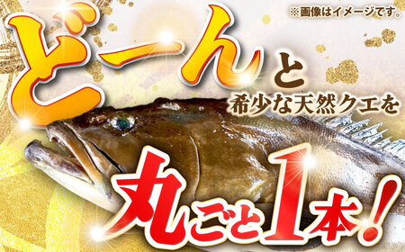 天然クエ（1キロ台・丸もの） 《壱岐市》【壱岐島　玄海屋】[JBS049] クエ 魚 刺身 しゃぶしゃぶ 81000 81000円  のし プレゼント ギフト 冷蔵配送 九州